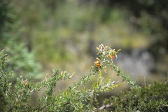 Jacksonia furcellata