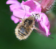 Bombylius venosus
