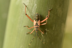 Notobitus