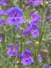 Penstemon heterophyllus australis