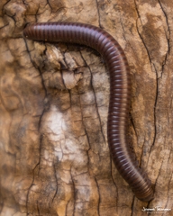 Acanthoiulus fuscipes