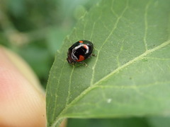 Adalia bipunctata