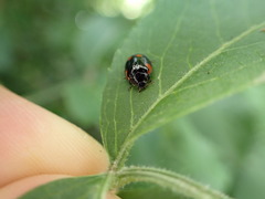 Adalia bipunctata