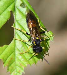 Tenthredo maculata