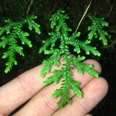 Selaginella labordei