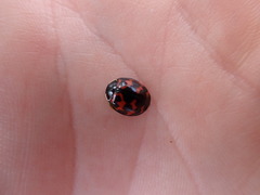 Harmonia axyridis