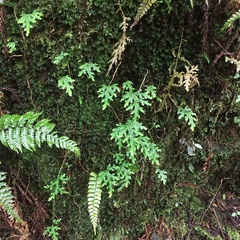 Selaginella labordei