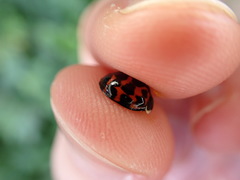 Harmonia axyridis
