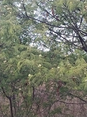 Albizia amara