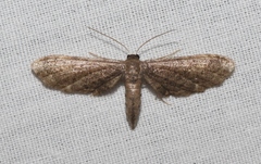 Protoproutia laredoata
