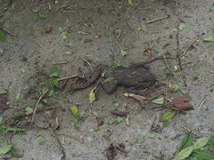 Bufo bankorensis