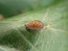 Pterygota