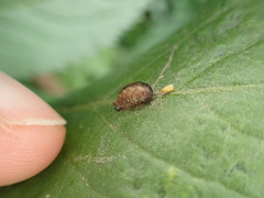 Pterygota