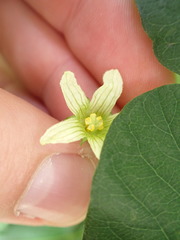 Bryonia cretica