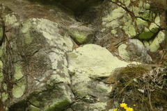 Psilolechia
