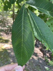 Carya carolinae-septentrionalis