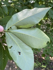 Carya carolinae-septentrionalis