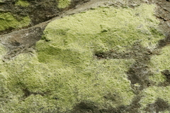 Psilolechia