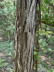 Carya carolinae-septentrionalis