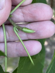 Carya carolinae-septentrionalis
