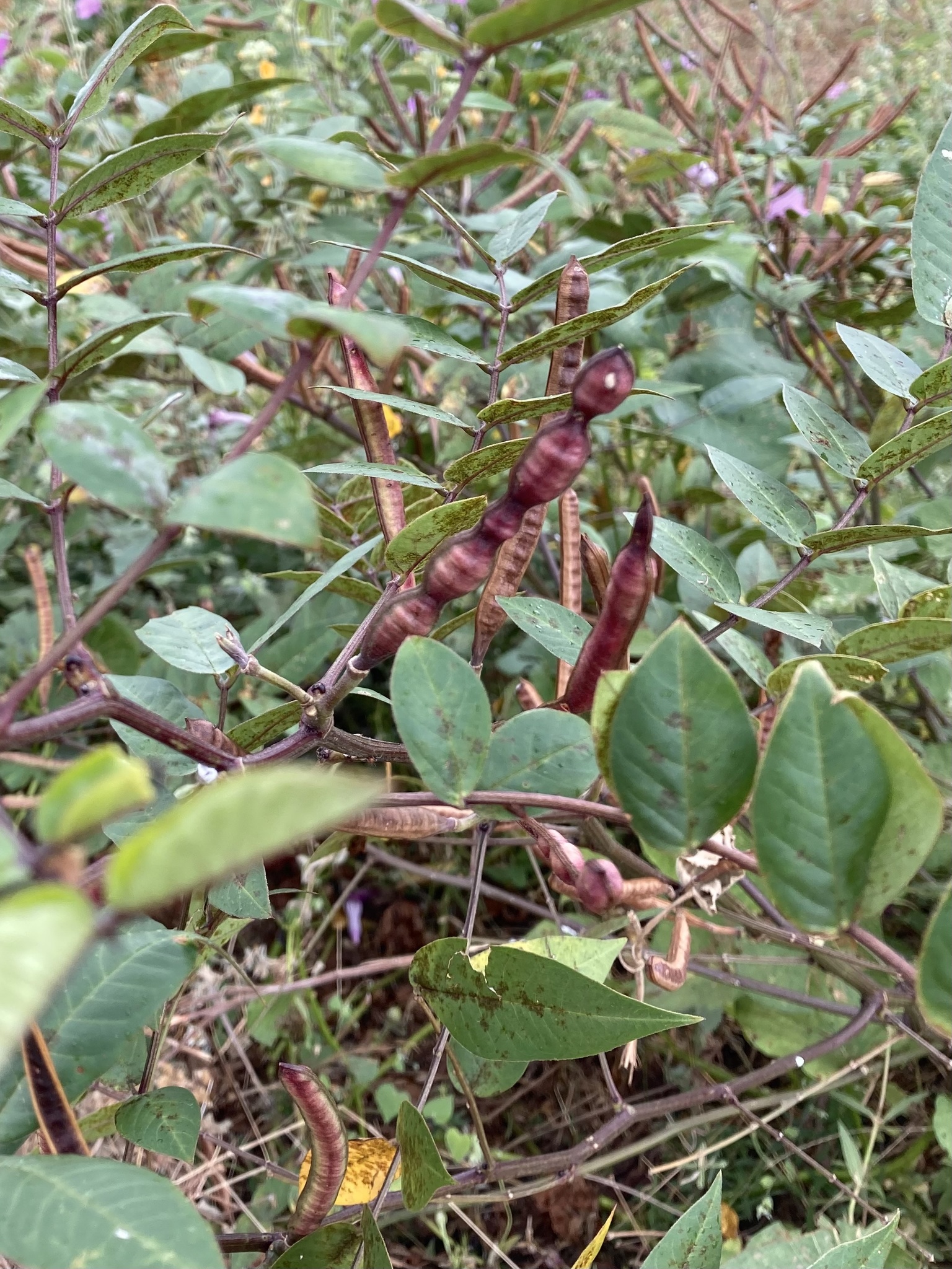 Senna occidentalis