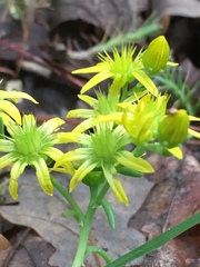 Petrosedum amplexicaule
