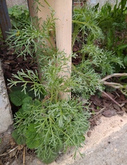 Artemisia sieversiana