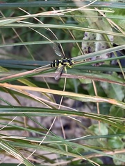 Xanthogramma pedissequum