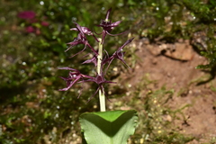 Liparis sasakii