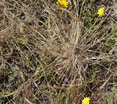 Agrostis blasdalei