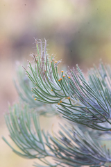 Adenanthos cygnorum