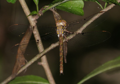 Neurocordulia molesta