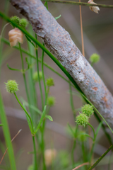 Opercularia vaginata