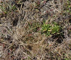 Agrostis blasdalei