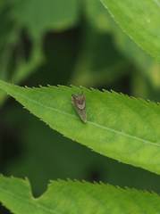 Grapholita delineana