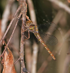 Neurocordulia molesta