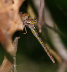 Neurocordulia molesta