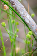 Opercularia vaginata