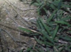 Thelyphonus sepiaris