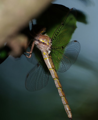 Neurocordulia molesta