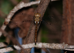 Neurocordulia molesta