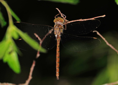 Neurocordulia molesta