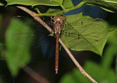 Neurocordulia molesta