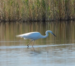 Ardea alba