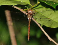 Neurocordulia molesta