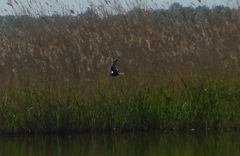 Chlidonias leucopterus