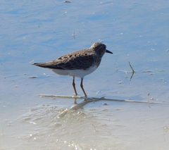 Calidris temminckii