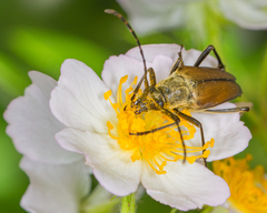 Trachysida mutabilis