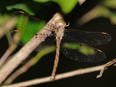 Neurocordulia molesta