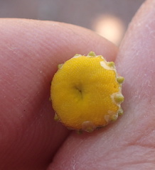 Oncosiphon grandiflorus